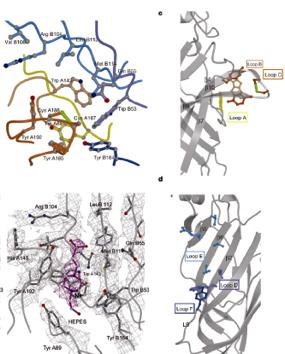 AChBP high resolution structure of soluble snail protein reveals features