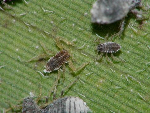 clone-mates reproduce at the Aphids soldier