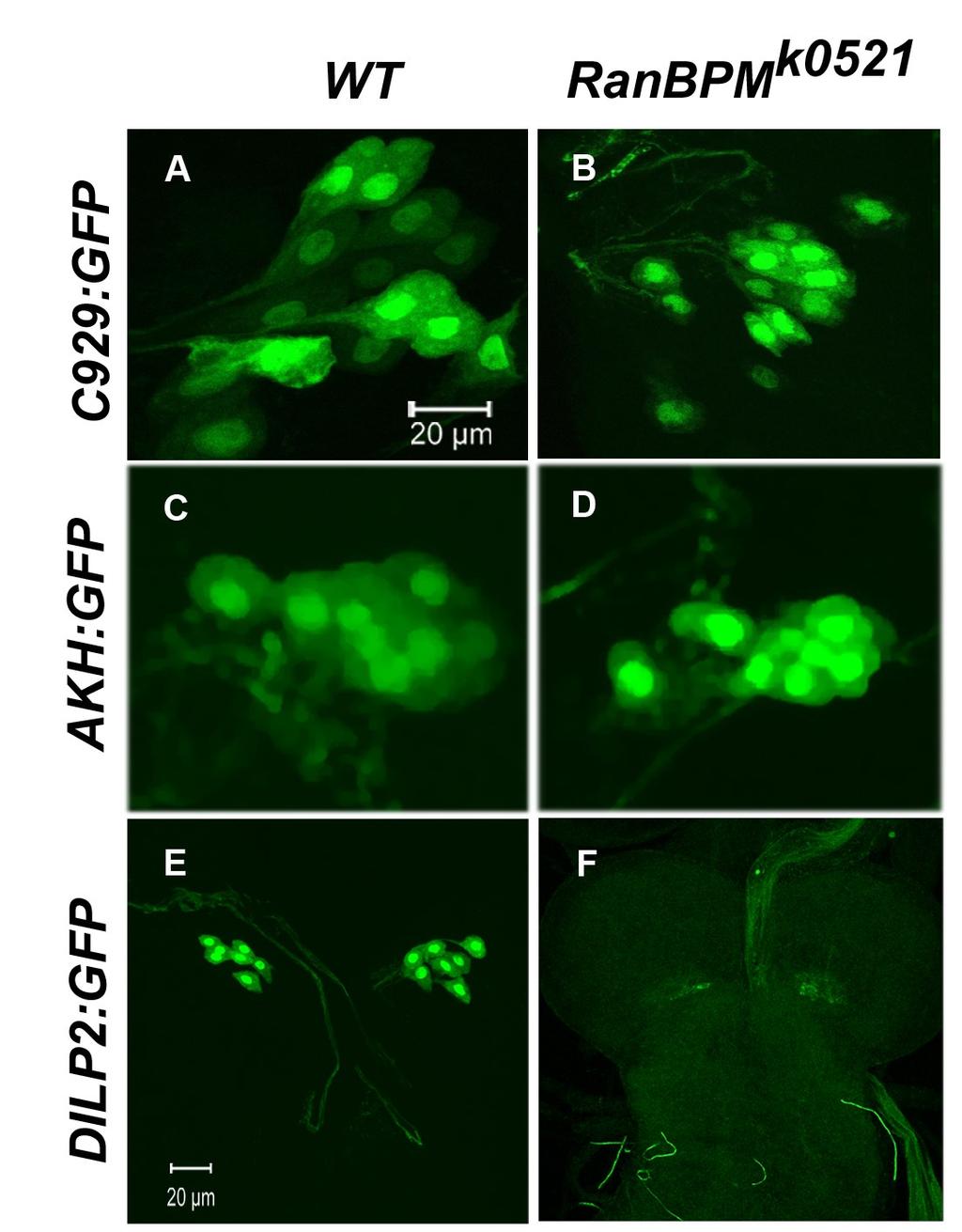 Figure 4. Impact of RanBPM mutations on subsets of neurosecretory cells.