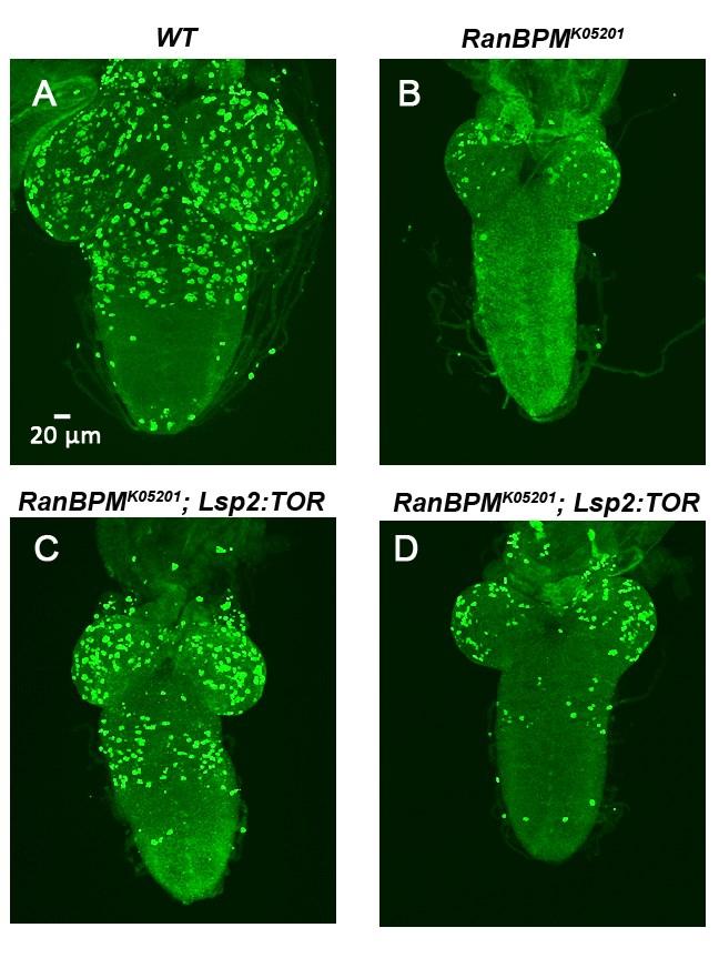 Figure 11. Targeted Expression of TOR in the fat body partially rescues the CNS proliferation of RanBPM mutants.