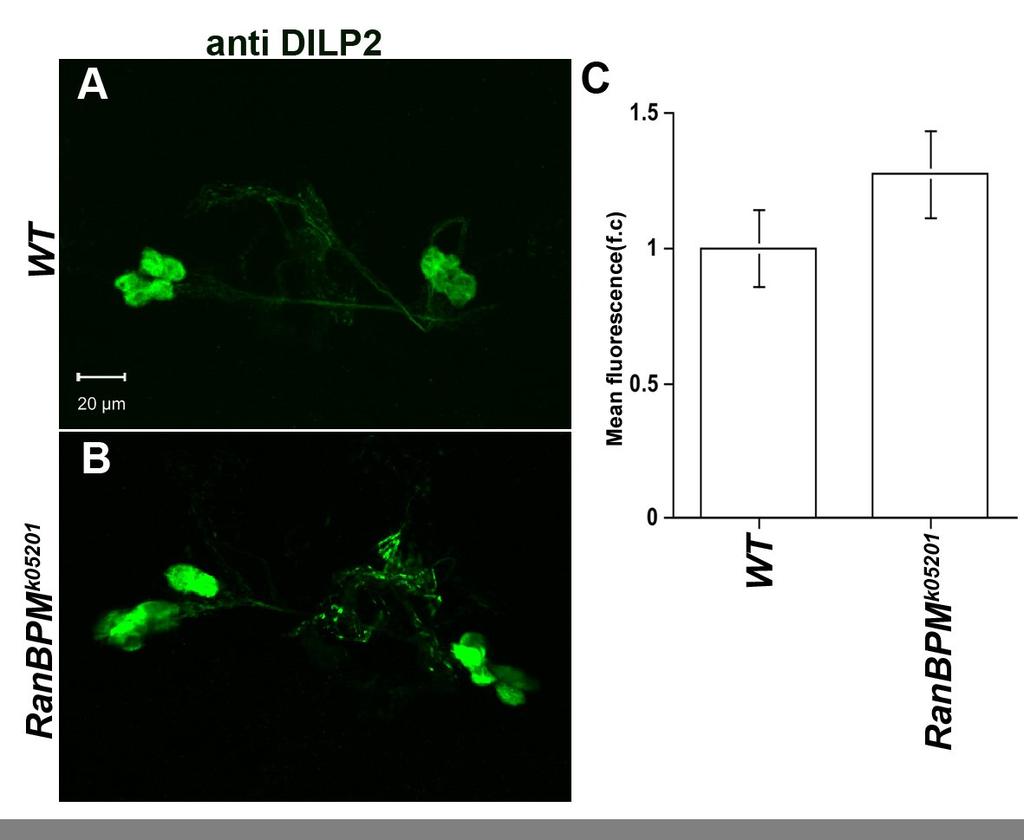 Additional file 4 Second instar RanBPM mutant larvae do not display increased accumulation of DILP2 peptide in the insulin producing cells of the brain.