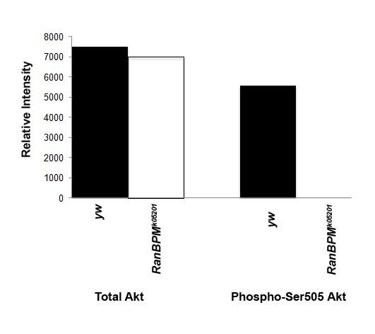 indicated relative to the values obtained with the wild type specimens. There is no significant difference between the values measured for both genotypes (N 30, Student s T test, p= 0.174).