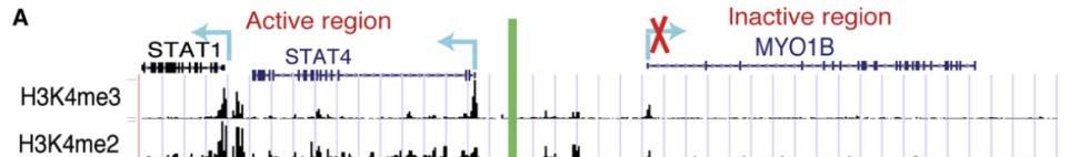 Combination of Chromatin States If HMM for sequence from