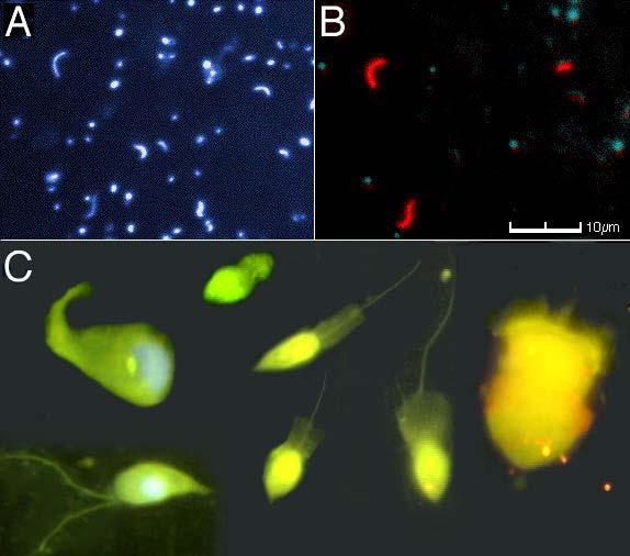 1. Imaging Cytometry (fluorescence+microscopy Figure 1.