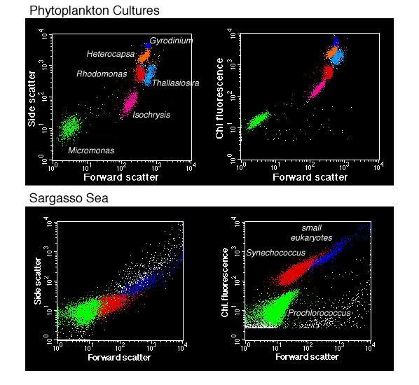 2. Flow Cytometry (fluorescence+side and forwardscattering): Figure 3. Flow cytometry is ideal for detecting and quantifying prokaryotes and pico- and nanophytoplankton from natural samples.
