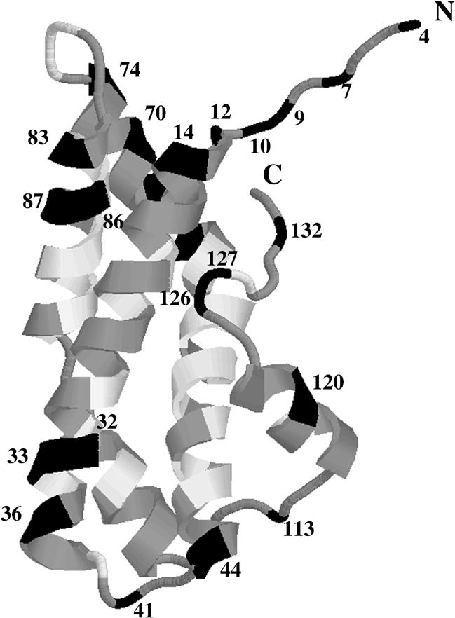 Adaptive Evolution of Abalone Sperm Lysin 1453 FIG. 5. Lysin crystal structure from the red abalone Haliotis rufescens (Shaw et al. 1993). The structure starts from amino acid 4 (His).