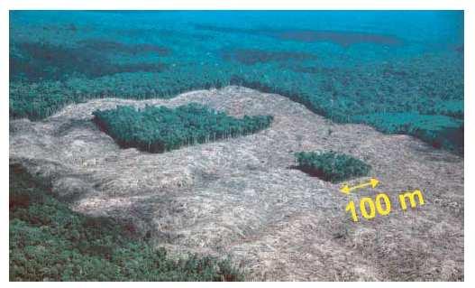 Habitat destruction and species decline Large-scale experimental habitat destruction experiment in Brasil (13 years, 23 patches) 12 pristine forest patches 11 isolated patches from 10 to 600 ha