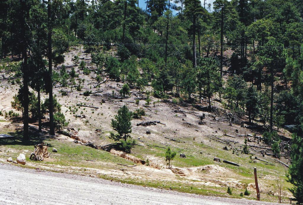 38 Daniel P. Duran & Stephen J. Roman / ZooKeys 464: 35 47 (2014) Figure 1. Habitat of Cicindelidia melissa, Durango, Mexico. Photo by Walter Johnson. (27'58.9N, 107'31.9W), 2440m / Aug 05.2008 R.L.
