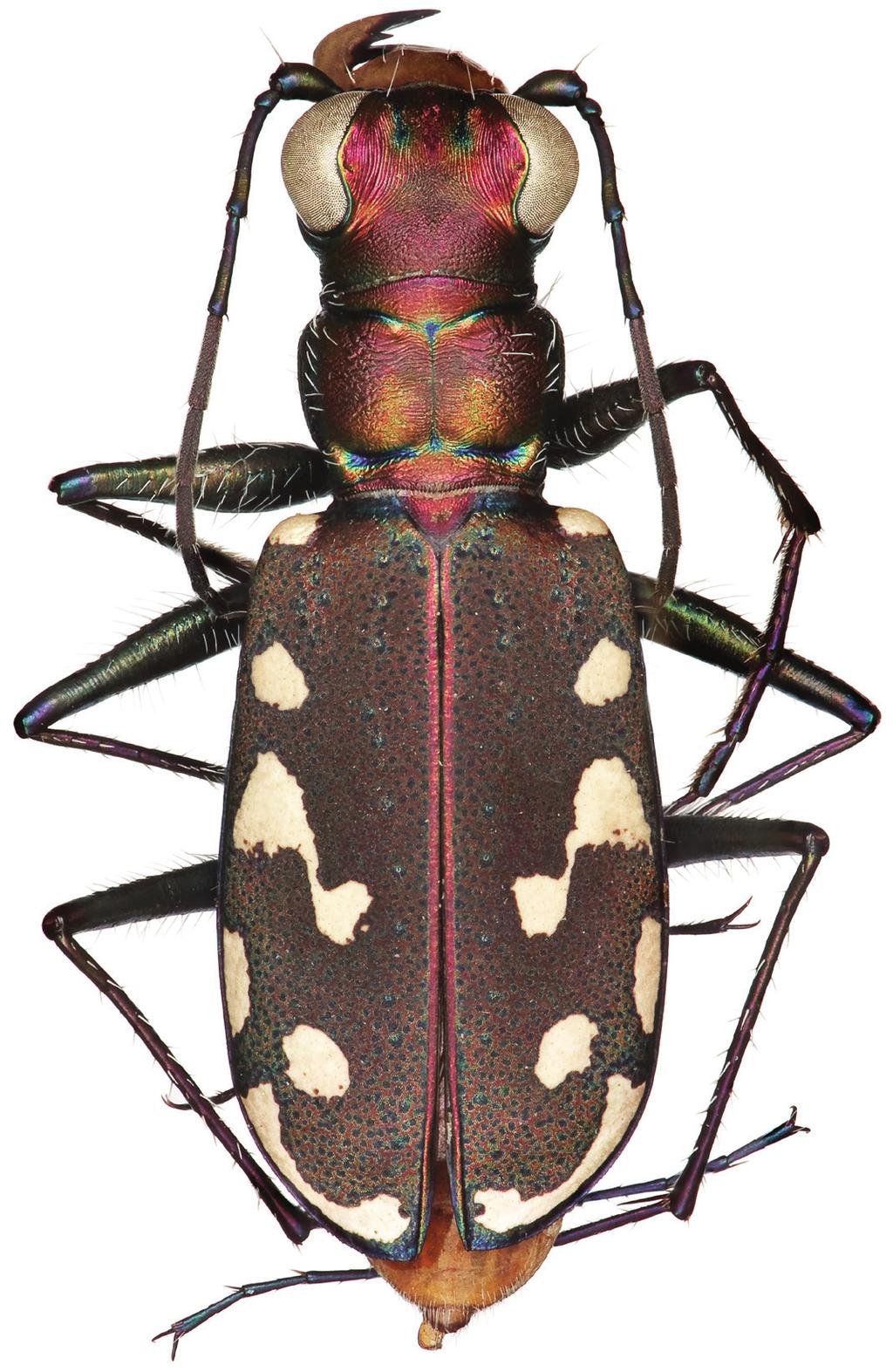 A new species of tiger beetle from southeastern Arizona and Mexico... 39 Figure 2. Dorsal habitus of male (holotype).