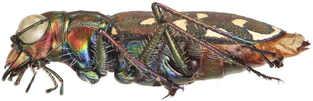 A new species of tiger beetle from