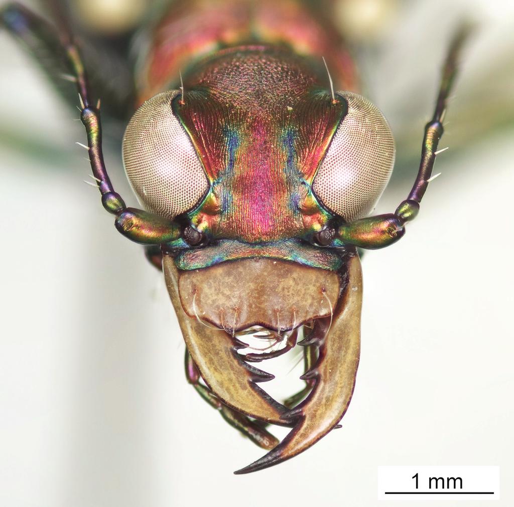 Lateral habitus of female (allotype).