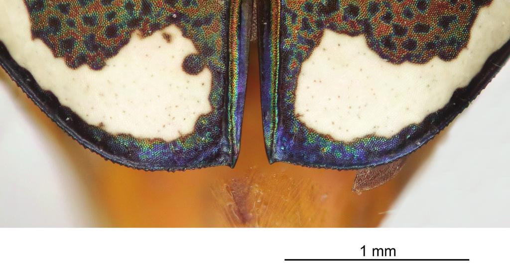 A new species of tiger beetle from southeastern