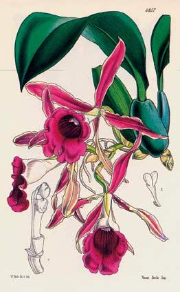 B A Fig. 3. Trichopilia crispa. A. Trichopilia crispa illustrated in Curtis Botanical Magazine as T.