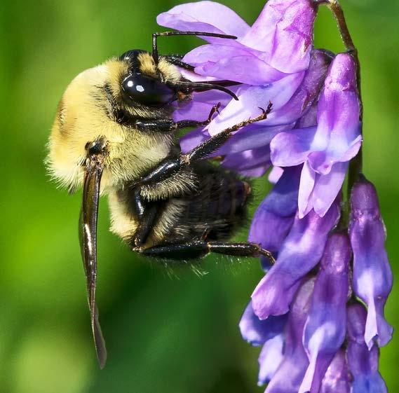 TAKE ACTION FOR BUMBLE BEES Four species of bumble bees are listed in the