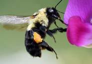 Rusty-patched, yellow, yellow-banded and American bumble bees have all declined