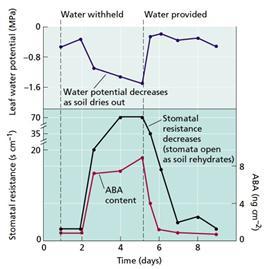 Physiology of plant growth and development Figure 3.23 Changes in water potential, stomatal resistance, and ABA content in corn in response to water stress (source: Taiz L., Zeiger E., 2010) 3.8.