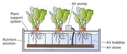 Water and nutrients in plant are severely damaged by 24 hours of anoxia (lack of oxygen). The yield of flooding-sensitive garden-pea (Pisum sativum) may decrease by fifty percent.