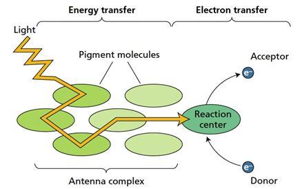 Production of primary and secondary metabolites Figure 2.5 Basic concept of energy transfer during photosynthesis (source: Taiz L., Zeiger E.