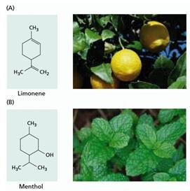 Production of primary and secondary metabolites Terpenes The terpenes, or terpenoids, constitute the largest class of secondary metabolites.
