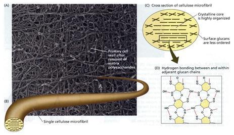 Physiology of plant growth and development cells, such as those found in wood, are notable for possessing highly thickened secondary walls that are strengthened by lignin.