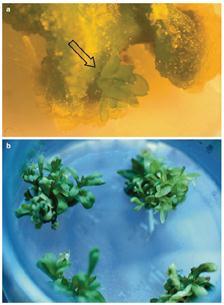 Physiology of plant growth and development Figure 3.5 (a) Regeneration of shoots on leaf explants of carnation as a sign of totipotency.