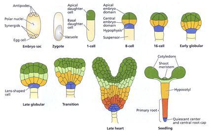 Physiology of plant growth and development nuclei are segregated into seven cells. One of those cells is the egg. Another is the large central cell containing two polar nuclei.
