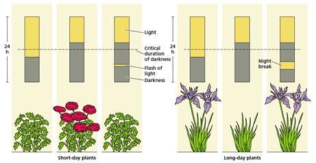 Physiology of plant growth and development of the critical day length varies widely among species, and only when flowering is examined for a range of day lengths can the correct photoperiodic