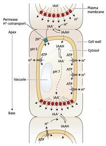 Physiology of plant growth and development Figure 3.12 The chemiosmotic model for polar auxin transport (source: Taiz L., Zeiger E.