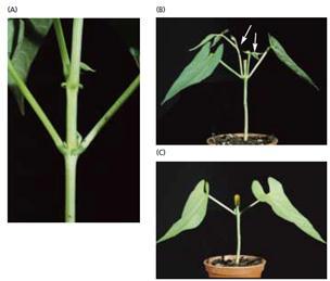 Physiology of plant growth and development For example, if coleoptile tips are oriented horizontally, a greater amount of auxin diffuses into an agar block from the lower half than from the upper