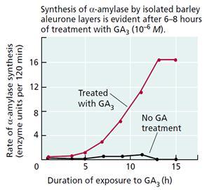 Physiology of plant growth and development Figure 3.16 Gibberellin effect on enzyme synthesis (source: Taiz L., Zeiger E.