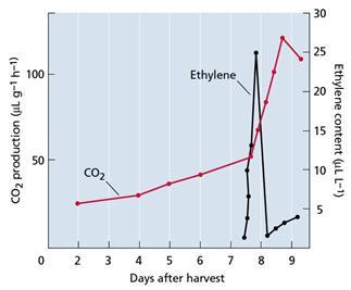 Physiology of plant growth and development production accompanies the initiation of ripening. However, surveys of a wide range of fruits have shown that not all of them respond to ethylene.