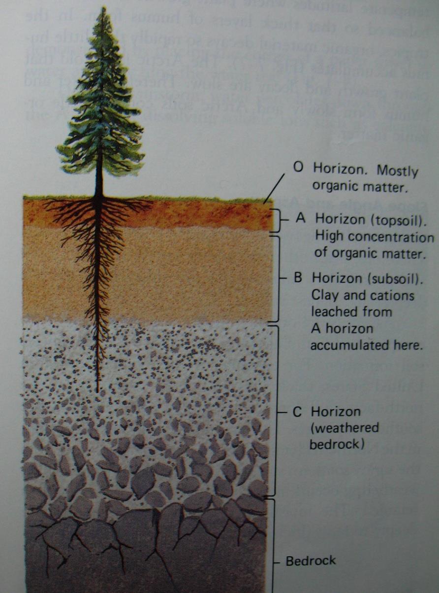 Soil profile - C horizon zone of litter altered parrent material by soil-forming processes Main processes: - additions, for example organic matter - losses