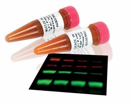 CyDye fluor for a wide range of applications Multi-purpose protein labeling Quantity Code no. Cy2 Cy3 Cy3.5 Cy5 Cy5.