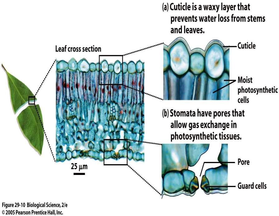 Land provides new resources: CO 2 and light Plants Needed To Develop Roots