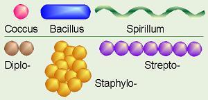 Staphylococci 2.