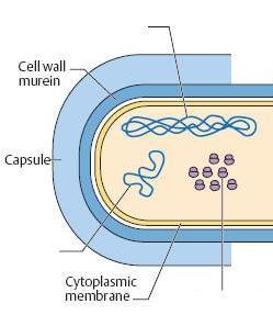 I- Cell Envelope The cell envelope is made up of two to three layers: the interior