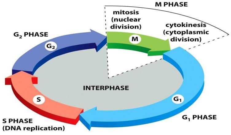 divides in mitosis and meiosis Textbook: Unit 2 Cells: Chapter 12 Read the section on phases of the cell cycle 38.
