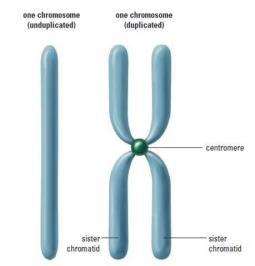 Misconception/ Common misunderstandings: Homologous chromosomes are different from sister chromatids Textbook: Unit 2 Cells Chapter 12 40.