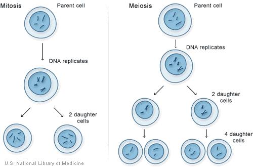 b. How do the sister chromatids compare to each other? c. What is the purpose of replicating chromosomes before cell division? 41.
