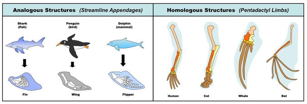 Evolution Review Common misunderstandings: Homologous vs Analogous structures Textbook: Unit 4 Evolution: Chapter 22 Read the section on Homology 14.