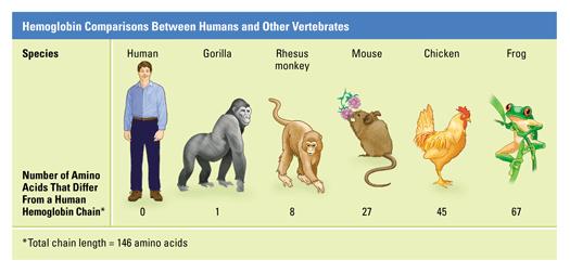 similarities humans share primates 20.