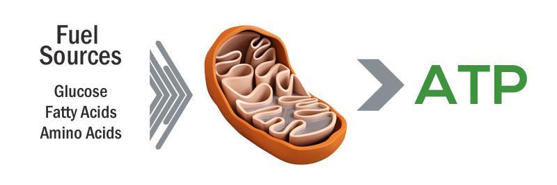 Explain why some organisms, such as plants need both energy converting organelles? Misconception/ Common misunderstandings: The Mitochondria is referred to the powerhouse of the cell.