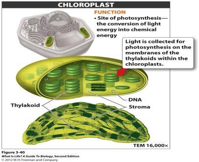 Chloroplasts: the plant cell s solar power plant The stroma and interconnected little flattened sacs called thylakoids (stack called a granum) Endosymbiosis Theory Revisited Chloroplasts resemble