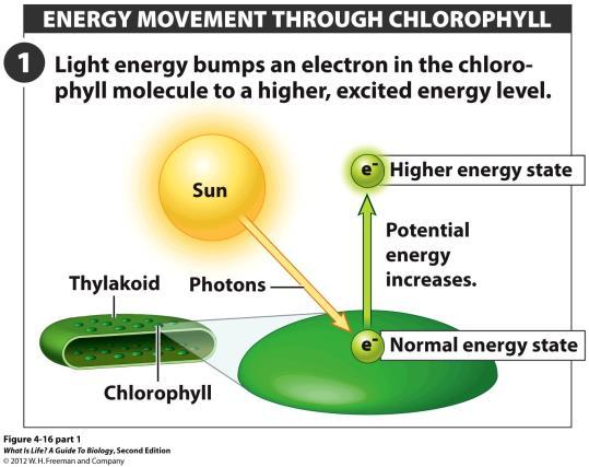 1 and 3 Photons cause electrons in chlorophyll to enter an excited state.