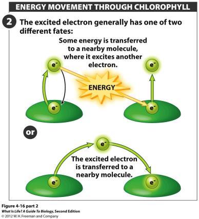 bonds between atoms Two Potential Fates of Excited Electrons 1) Electron returns