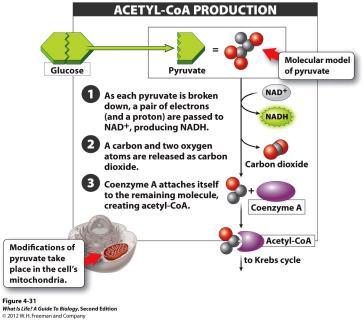 ATP. The Preparatory Phase to the Krebs Cycle High-energy