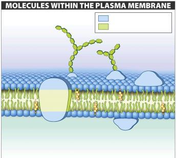 the plasma membrane help it perform its functions.