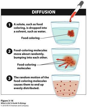Diffusion and Concentration Gradients Solutes Solvents Facilitated Diffusion Most