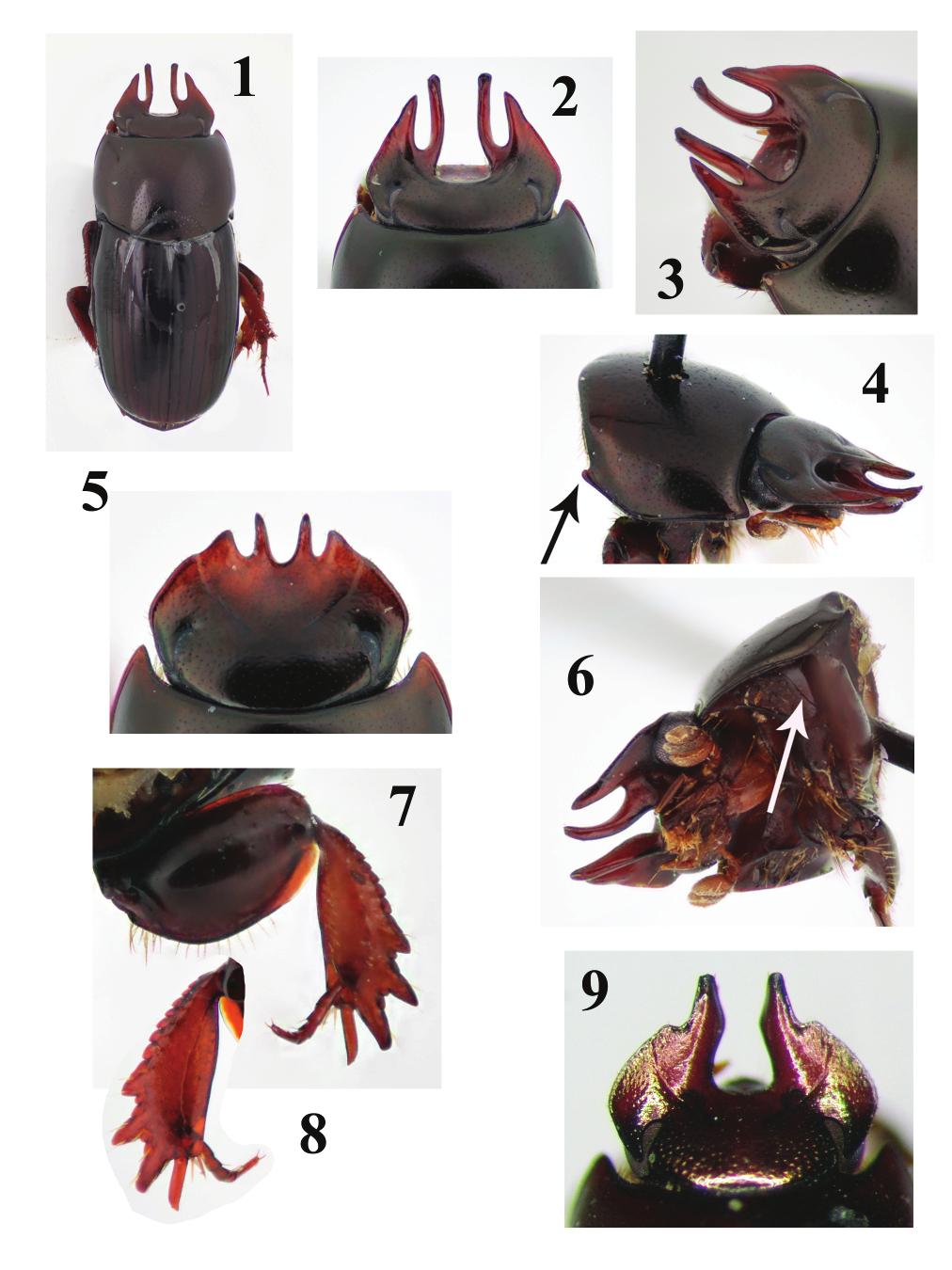 A NEW ANOMIOPUS FROM PERU INSECTA MUNDI 0402, January 2015 3 Figures 1 9. Two species of Anomiopus. 1) Anomiopus apuskispay, new species, holotype male, habitus, dorsal view.