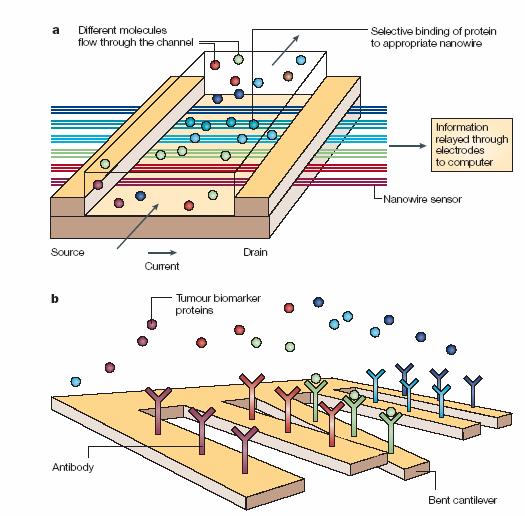 Nanodevices in the Life Sciences NW or CNT sensors Principle: Biologically gated transistors Nano size is needed to achieve high signal to noise ratios. Largest multiplexing capability.